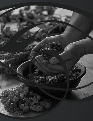 Tradizione di Racruda - Mani che lavorano con erbe